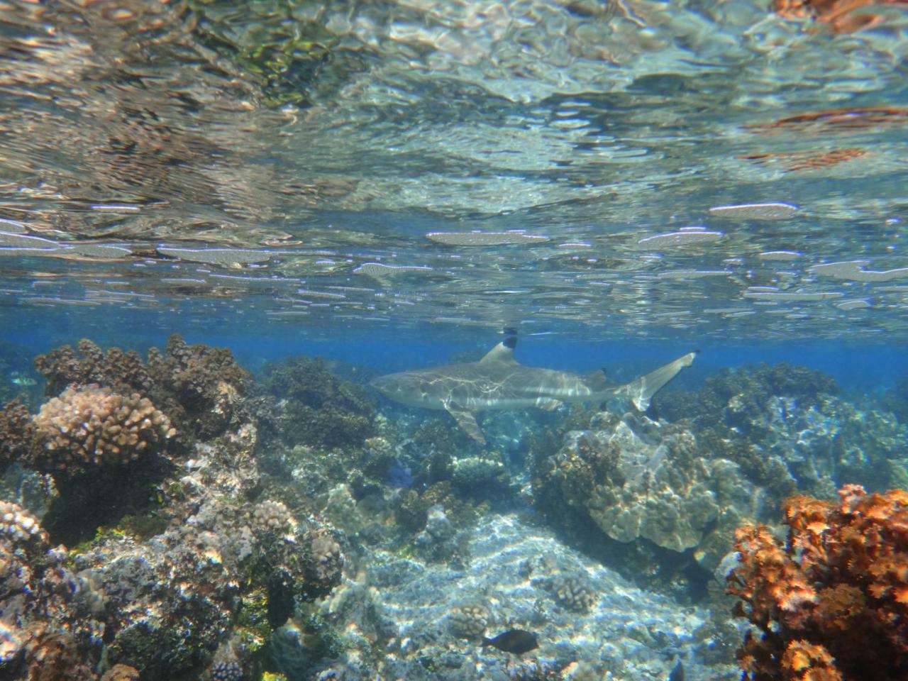 Te Anahau Piti Hotel Paea Kültér fotó